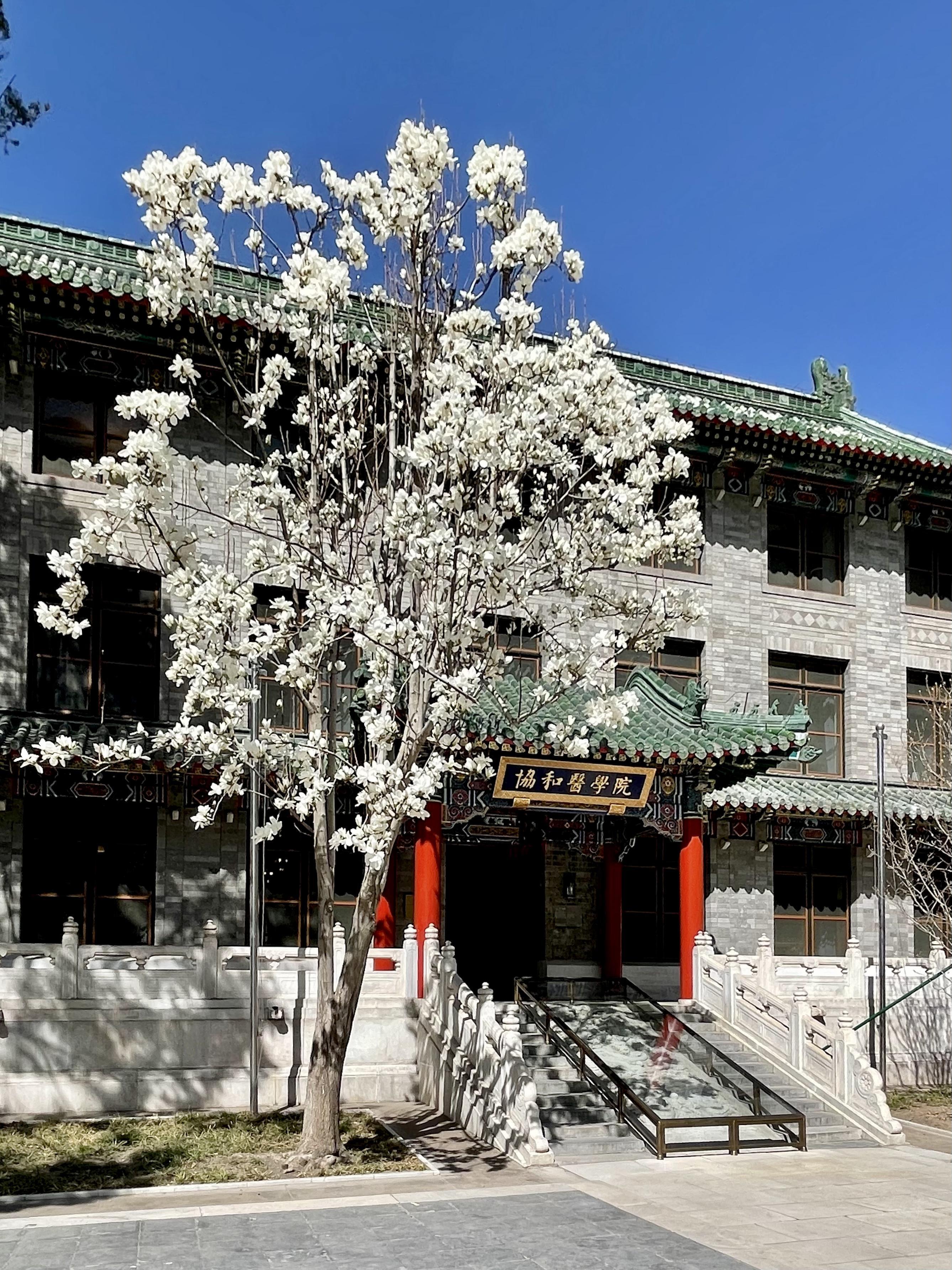 北京协和医学院(北京协和医学院录取分数线)
